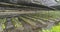 Panoramic view of water flowing on Wasabi plantation field at Daio Wasabi Farm å¤§çŽ‹ã‚ã•ã³è¾²å ´.